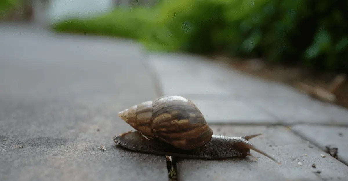 7 Clever Uses for Eggshells Around the House & Garden