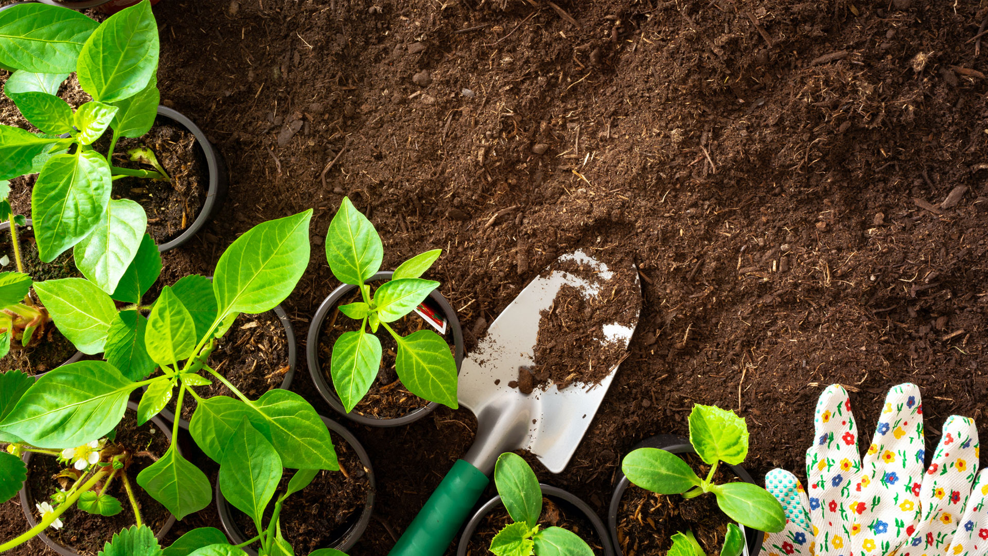 Soil Texture Testing and Identification Garden Tutor