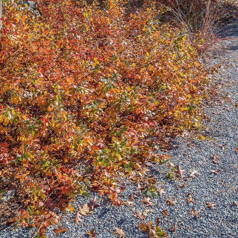GroLow Fragrant Sumac (Rhus aromatica 'Grolow') Garden Tutor