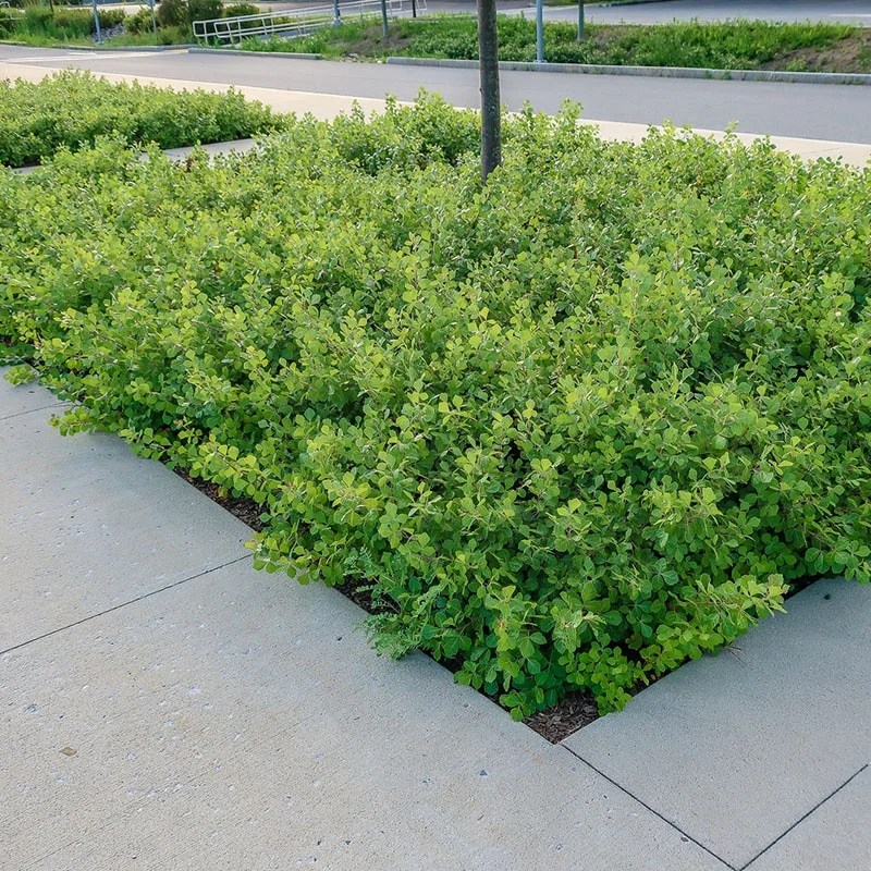 GroLow Fragrant Sumac (Rhus aromatica 'Grolow') Garden Tutor