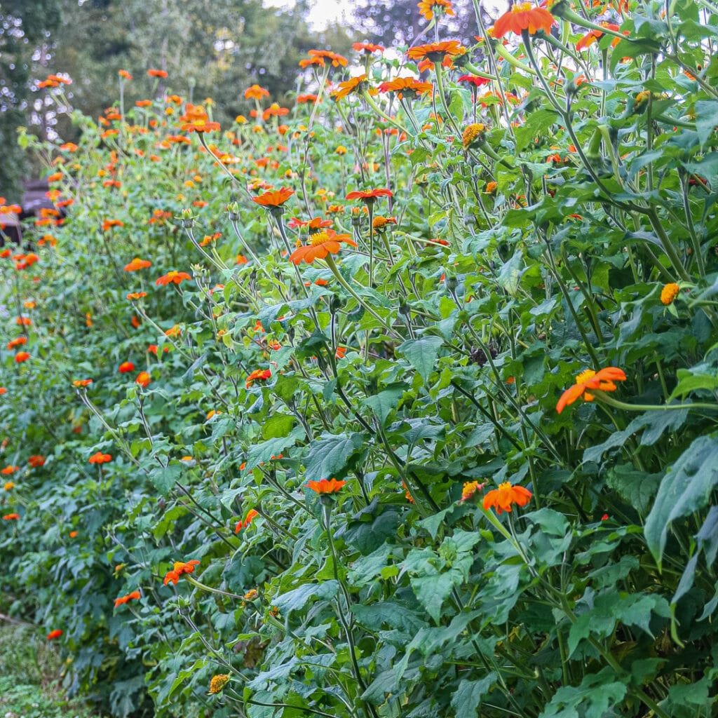 Mexican sunflower (Tithonia rotundifolia 'Torch') Garden Tutor
