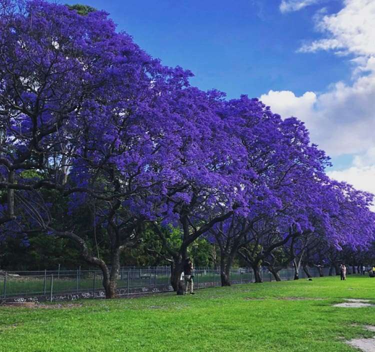 Jacaranda mimosifolia Garden Variety