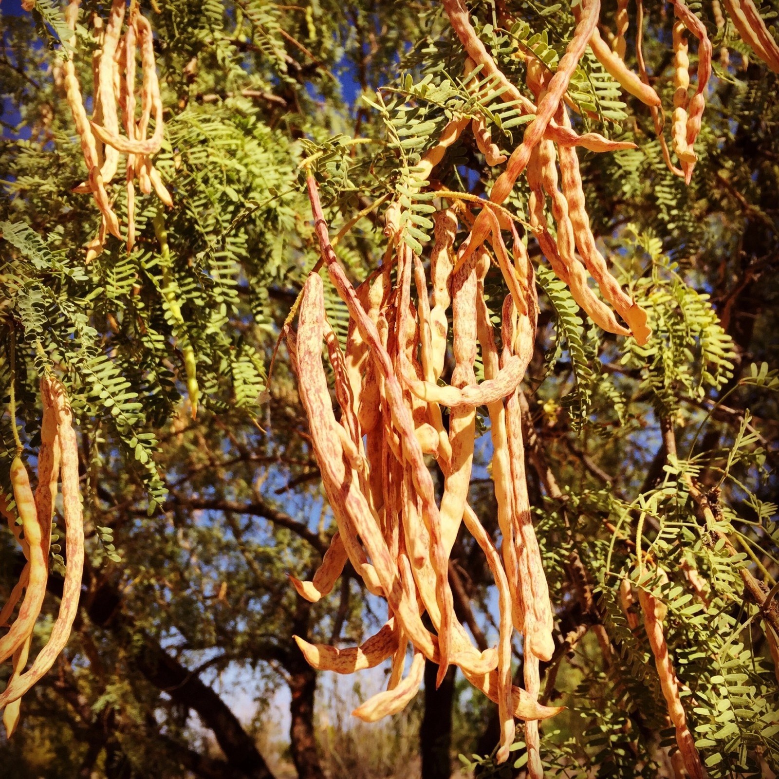 Mesquite Arizona and Hawaii have something in common! Garden Variety