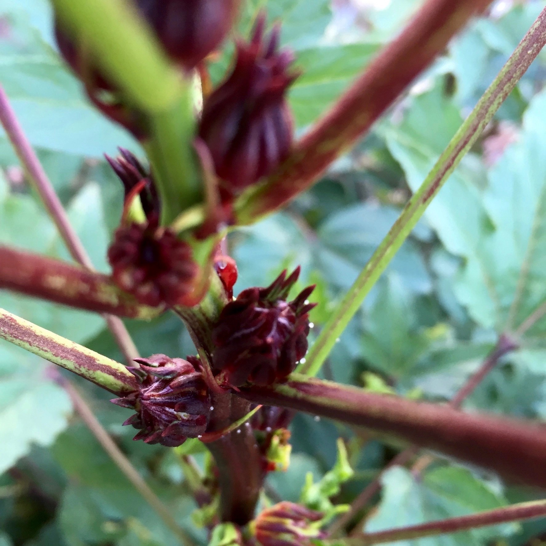 How to Make Hibiscus Sabdariffa Pesto Garden Variety Life