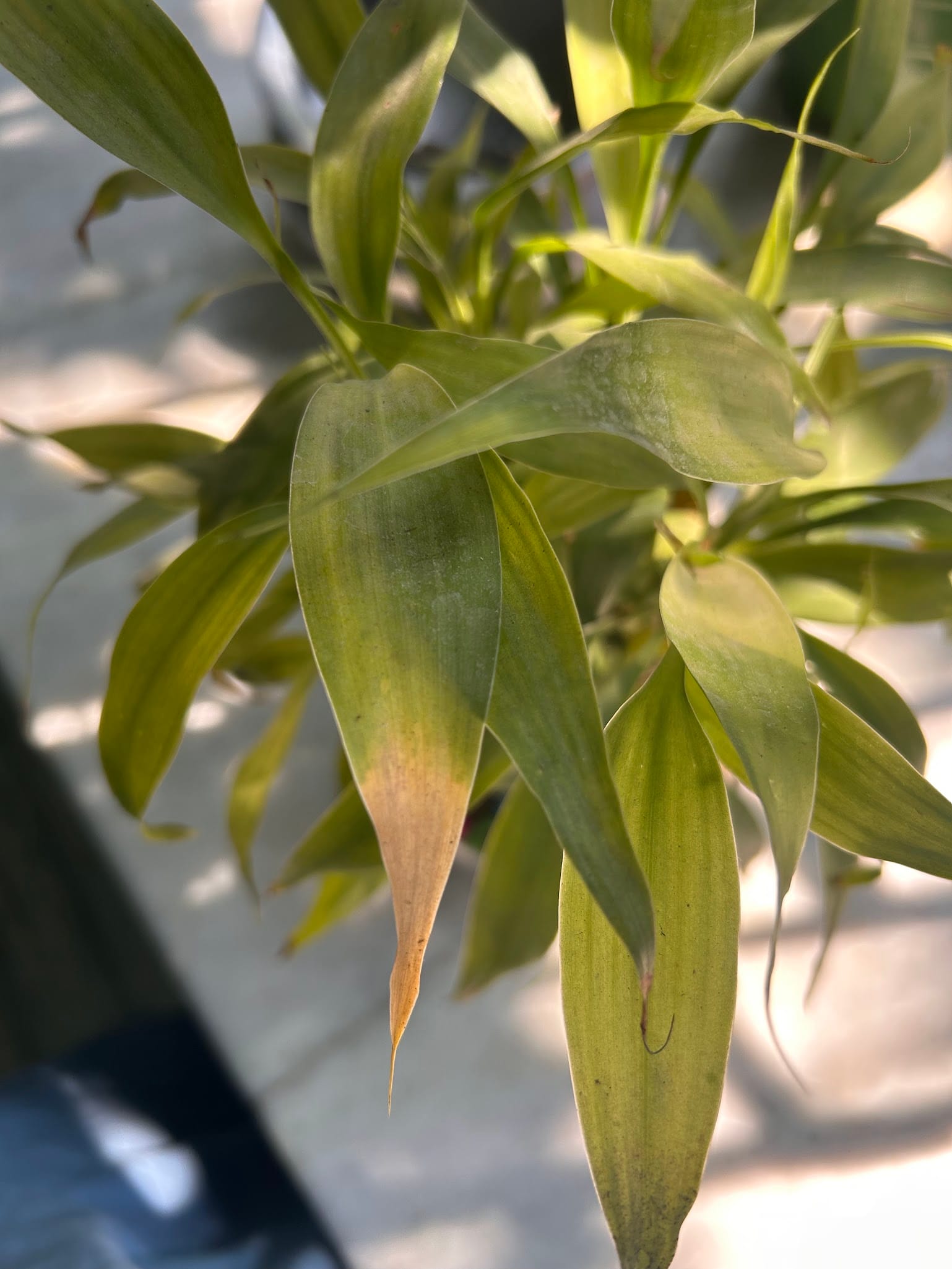 Lucky Bamboo Tips Turning Brown Causes and Solution