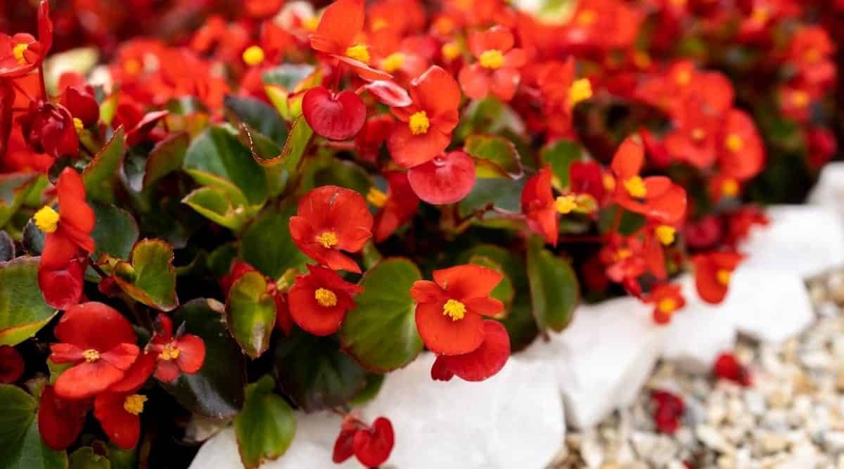 How To Keep Begonias Blooming (5 Incredible Tips) Garden Wisper