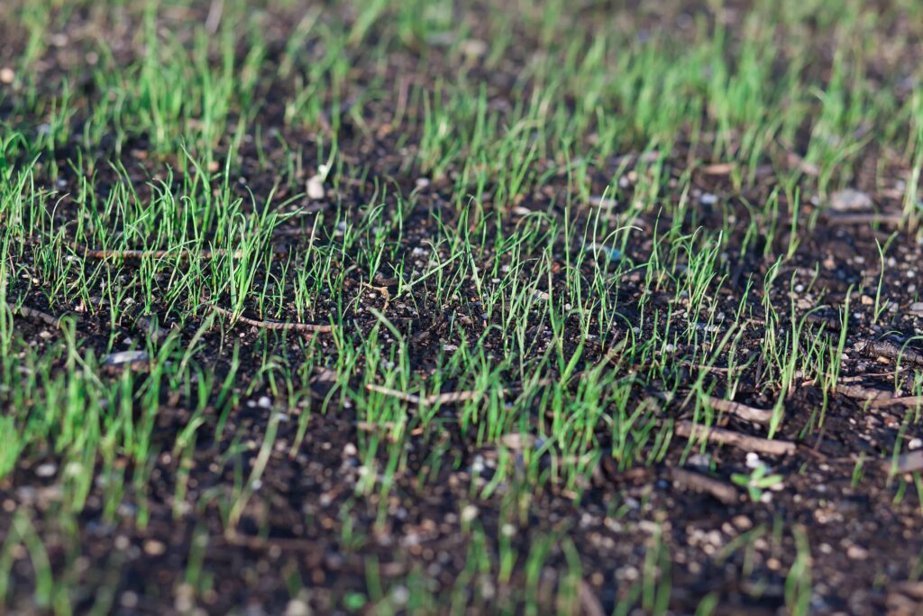 Using Peat Moss For Overseeding A Lawn [Pros And Cons] Garden Wisper