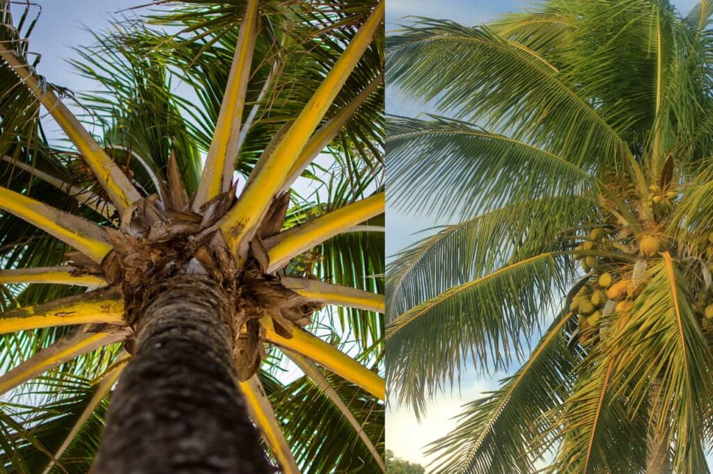 Coconut Tree Vs Palm Tree [What’s The Difference?]