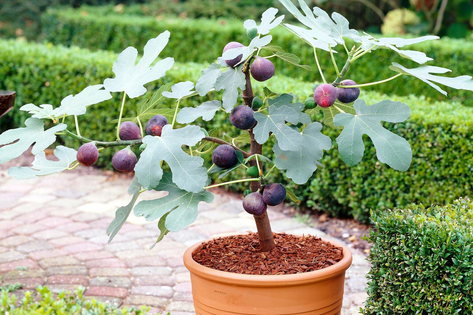 How Fast Do Fig Trees Grow? Garden Wisper