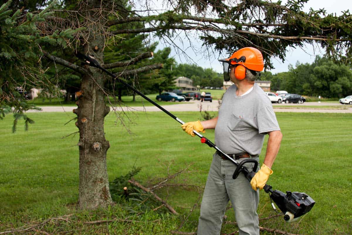 7 Tips For How To Trim A Pine Tree Without Killing It Garden Wisper