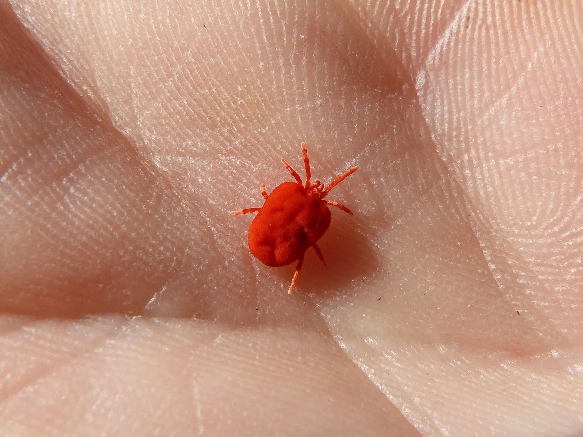 How To Get Rid Of Chiggers In Your Yard And Garden