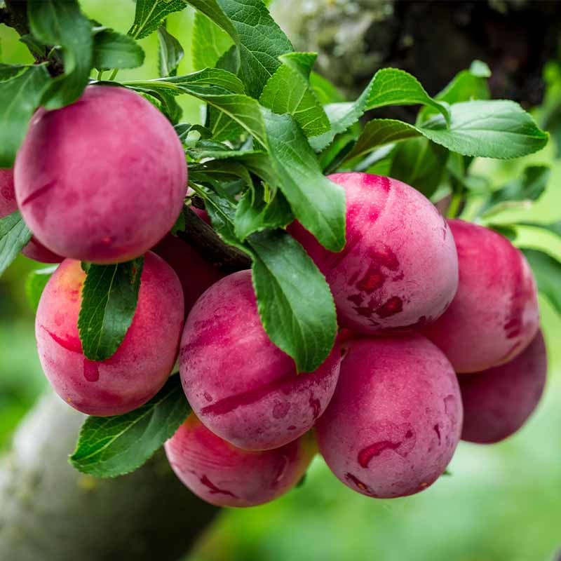 Plum Santa Rosa Dwarf Fruit Trees Garden World