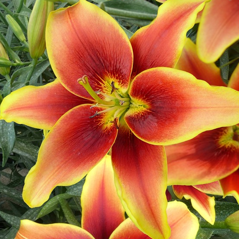 Lilium Avalon Sunset Summer Flowering Garden World Nursery