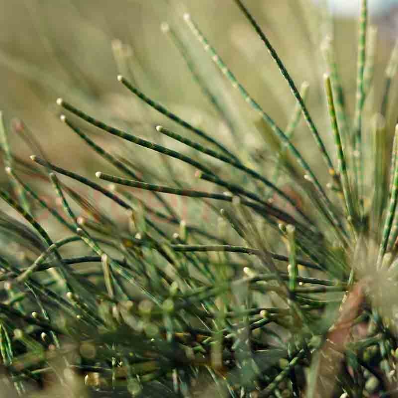 Casuarina Cousin It Natives Garden World Nursery