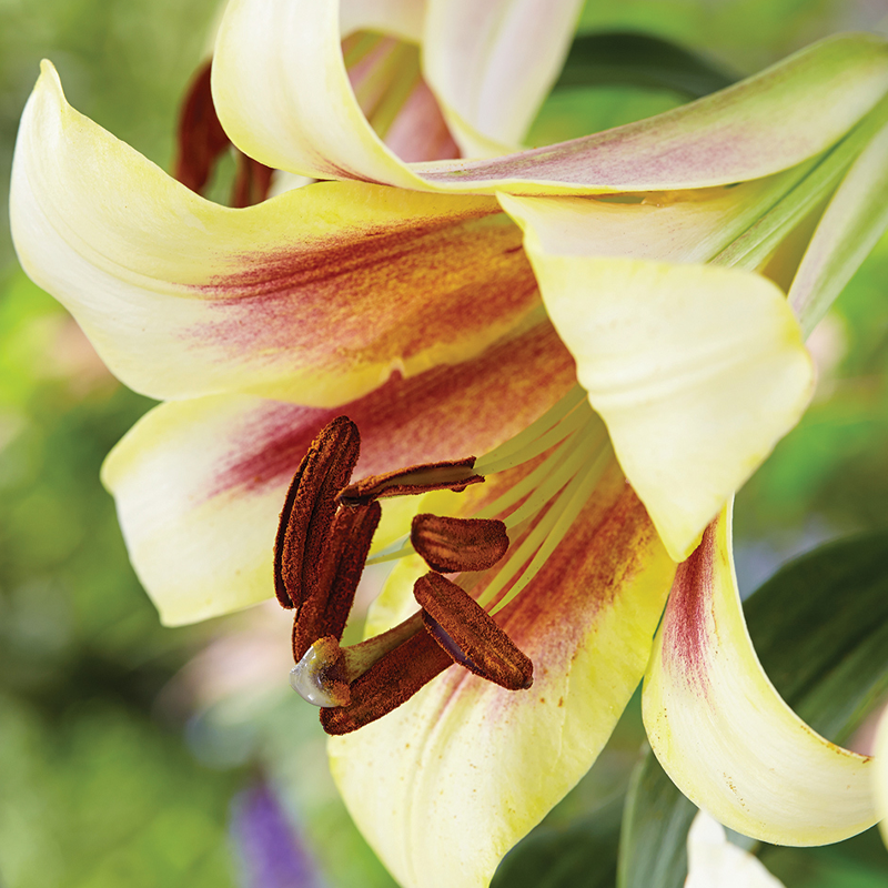 Lilium Passion Moon Summer Bulbs Garden World Nursery