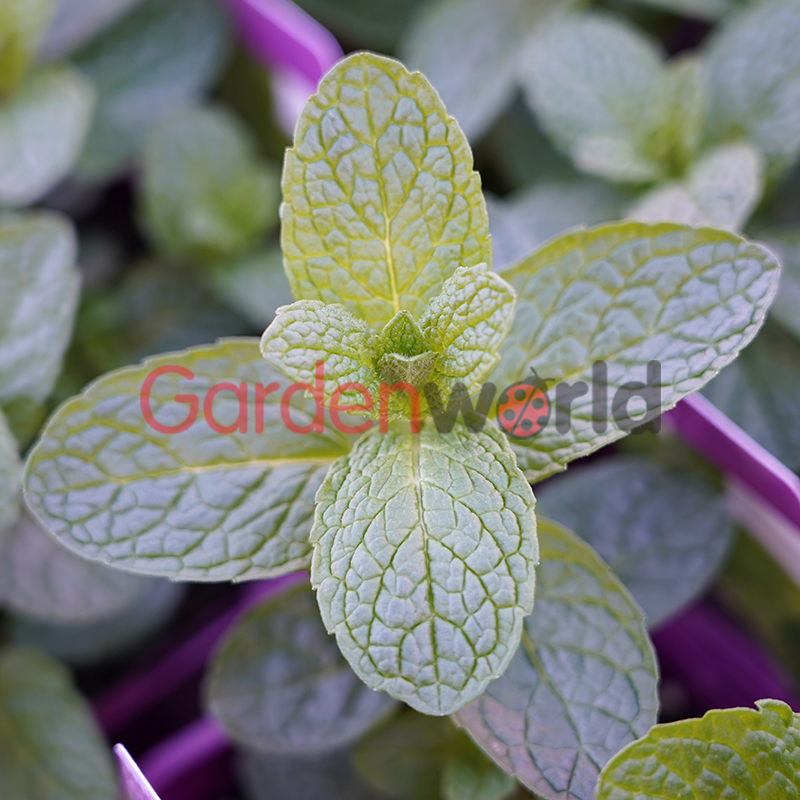 Mint 10cm Edible Plants and Herbs Gardenworld