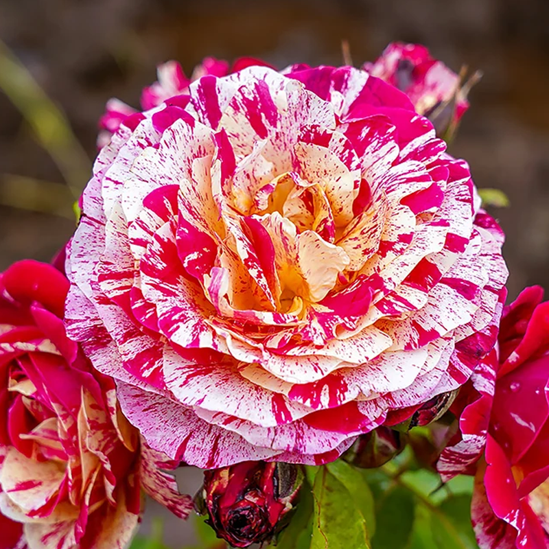 Its Magic Rose 20cm *NEW RELEASE* Garden World