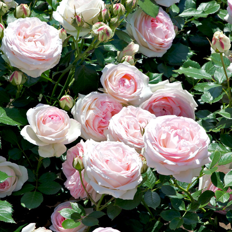 Pierre de Ronsard Climbing Rose 20cm Garden World