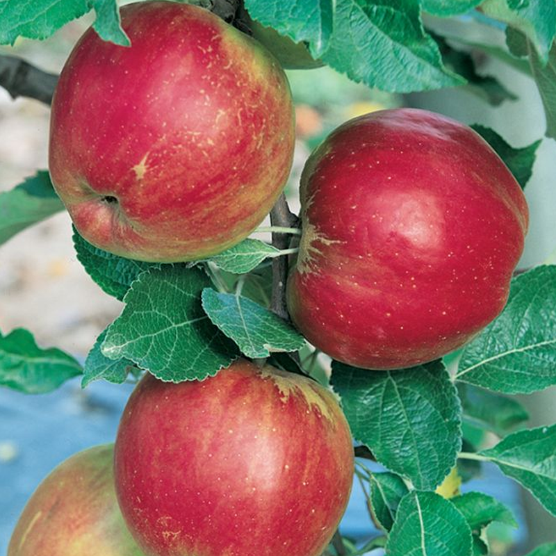 Apple Jonathan Dwarf Garden World Nursery Online