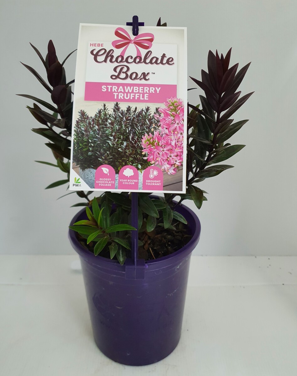 Hebe Chocolate Box Strawberry 14cm Shrubs Garden World Nursery
