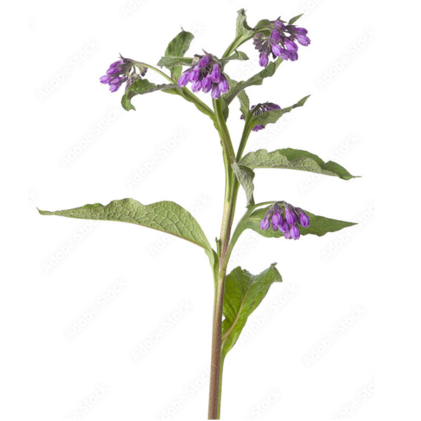 Comfrey Seeds herb seed Gardenworld