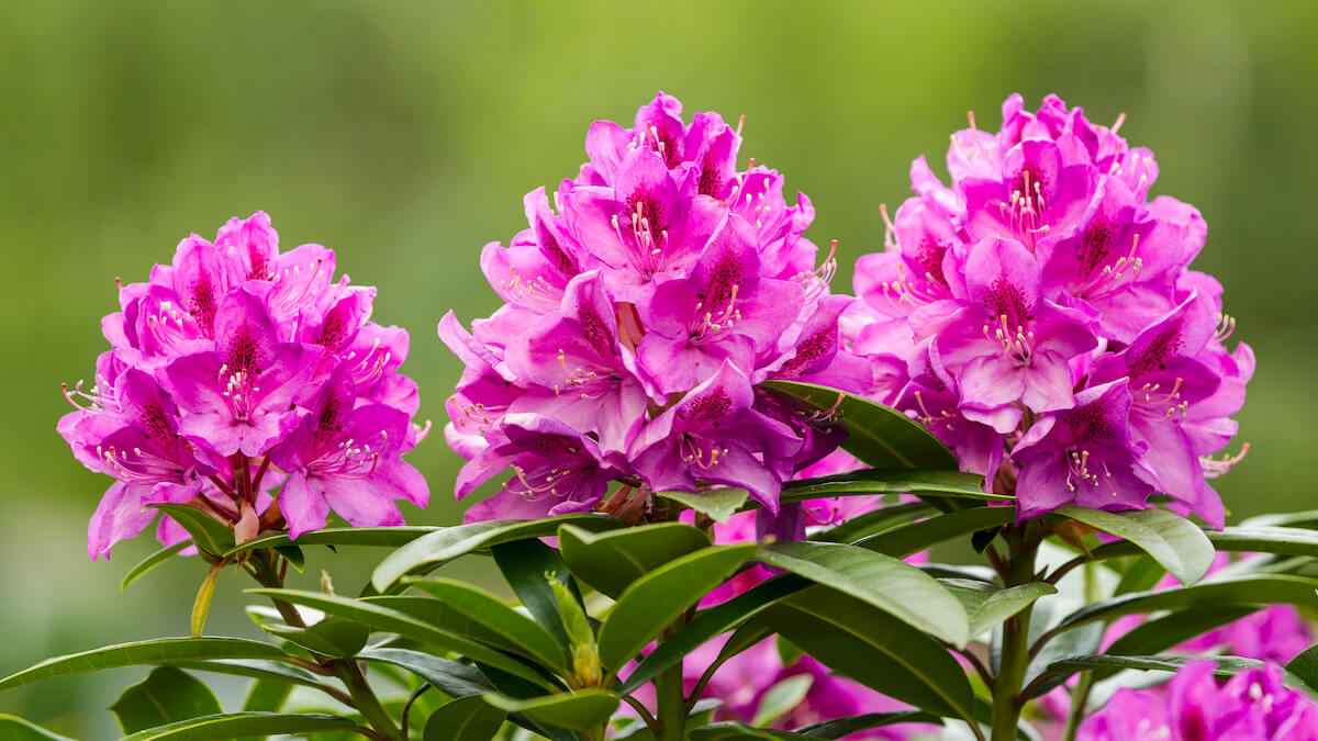 Pruning Azaleas & Rhododendrons When & How To Prune Garden Yard