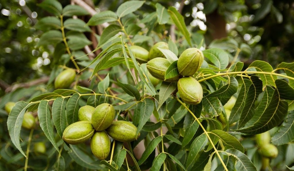 How To Grow a Pecan Tree From a Cutting Growing Conditions Revealed! GardenZoo