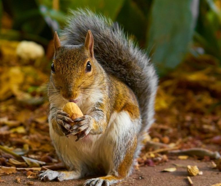 How To Stop Squirrels Eating Bulbs? GardenZoo