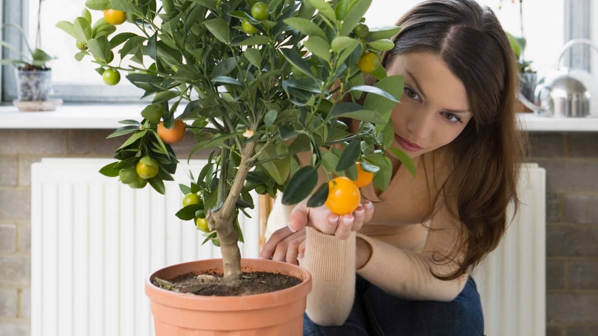 How Long Does It Take For an Orange Tree To Grow + A Growth Guide! GardenZoo