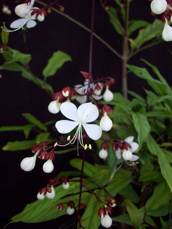 Clerodendrum smithianum Light Bulbs Plant (4″ pot) Gardino Nursery