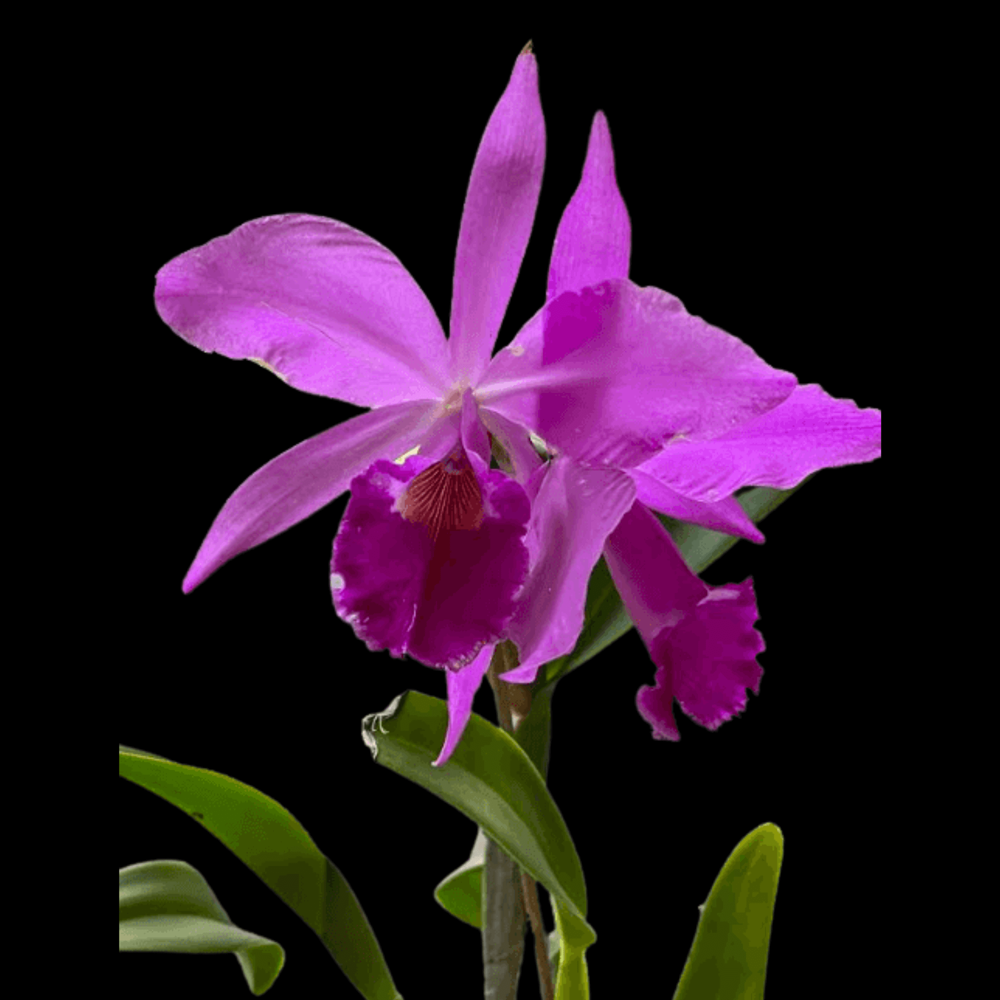 Odisha District Map, Odisha Political Map, 40 OFF