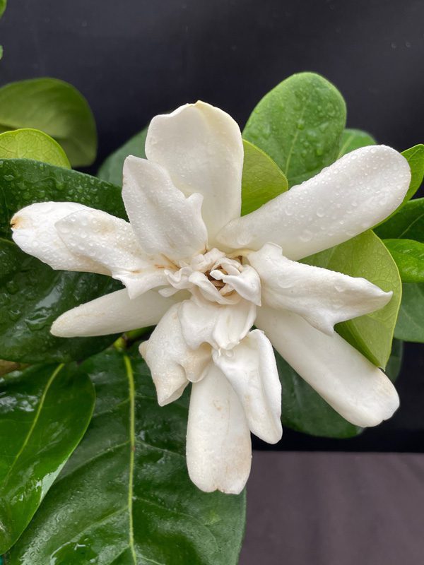 Gardenia taitensis ‘Double’ Double Tahiti/Tahitian (4″ pot) Gardino