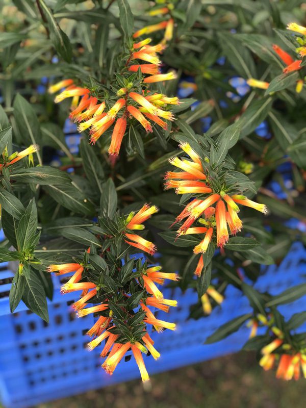 Candy Corn Vine Perennial Zone