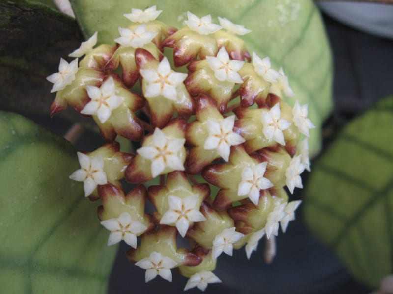 Hoya callistophylla (Long Leaf) (4″ pot) (imperfections) Gardino Nursery