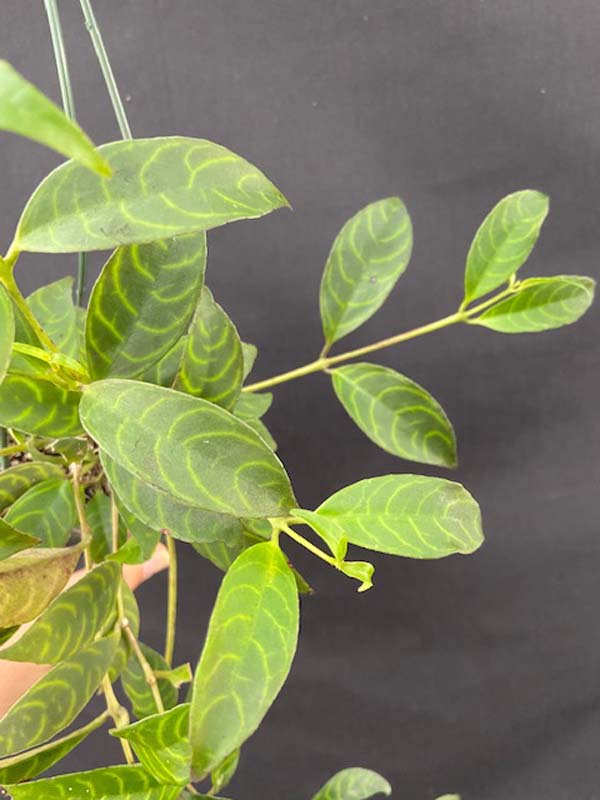 Aeschynanthus marmoratus Zebra Lipstick Plant (3″ pot) Gardino Nursery