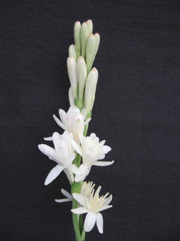 Polianthes tuberosa ‘Double Flower’ Tuberose The Pearl (4″ pot) Gardino Nursery