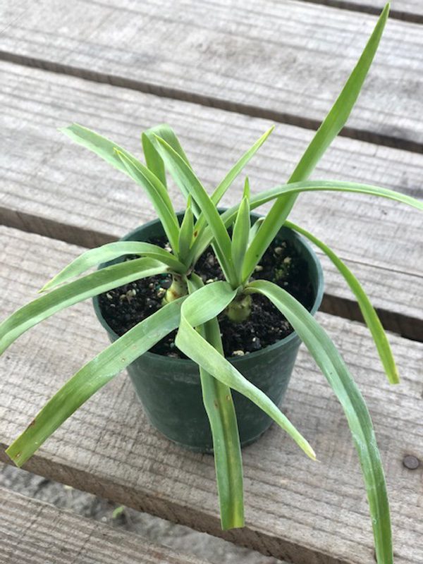 Polianthes tuberosa ‘Single Flower’ Tuberose (bulb) Gardino Nursery
