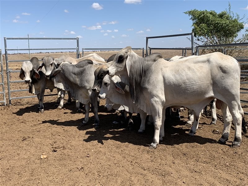 Cattle Garland Farming Stocks
