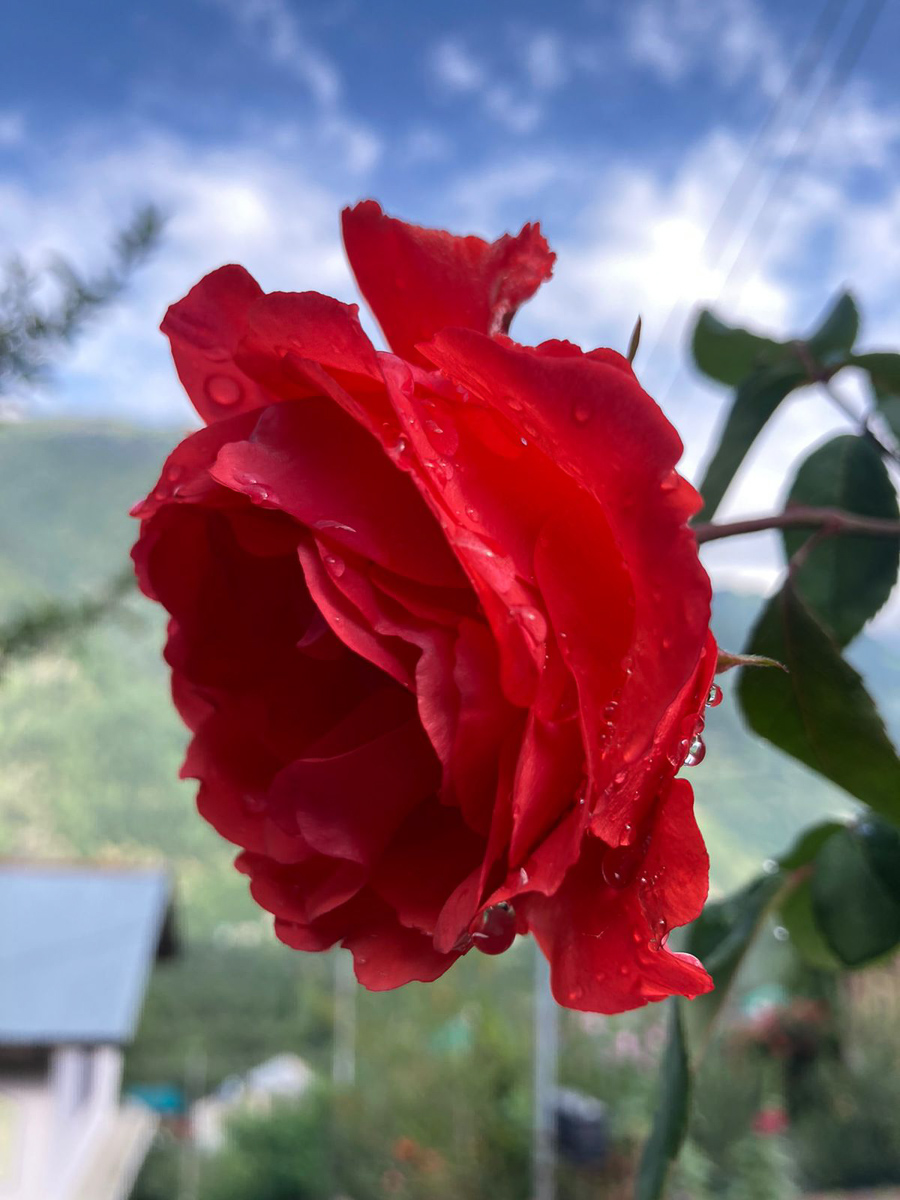 Mountain rose Garland Magazine