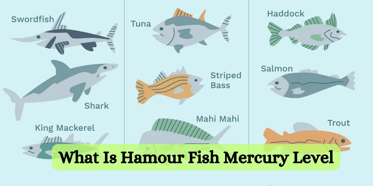 Understanding Hamour Fish Mercury Levels A Complete Guide