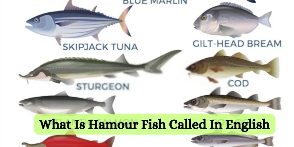 Hamour Fish in English What's the Name
