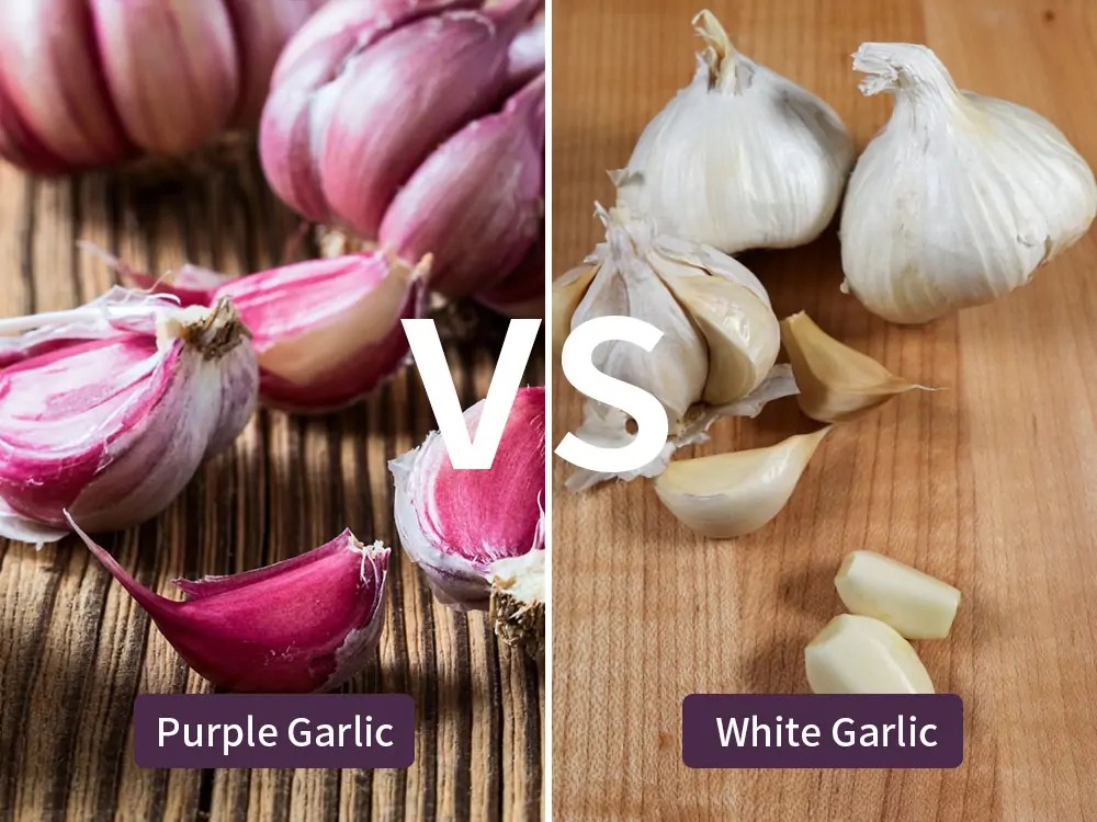 Purple Garlic vs White Garlic