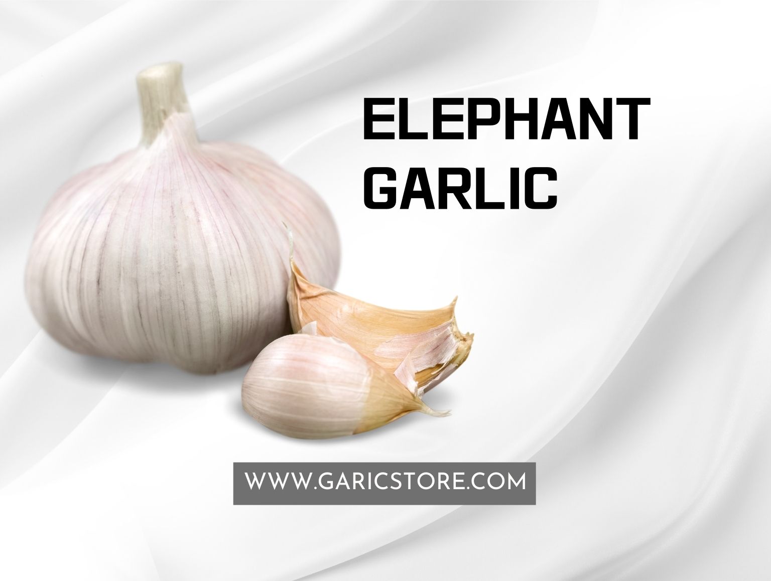 Elephant Garlic [Everything You Need to Know] Garlic Store