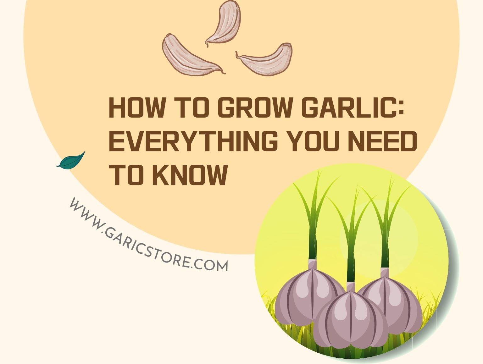 How to Grow Garlic? [Everything You Need To Know] Garlic Store