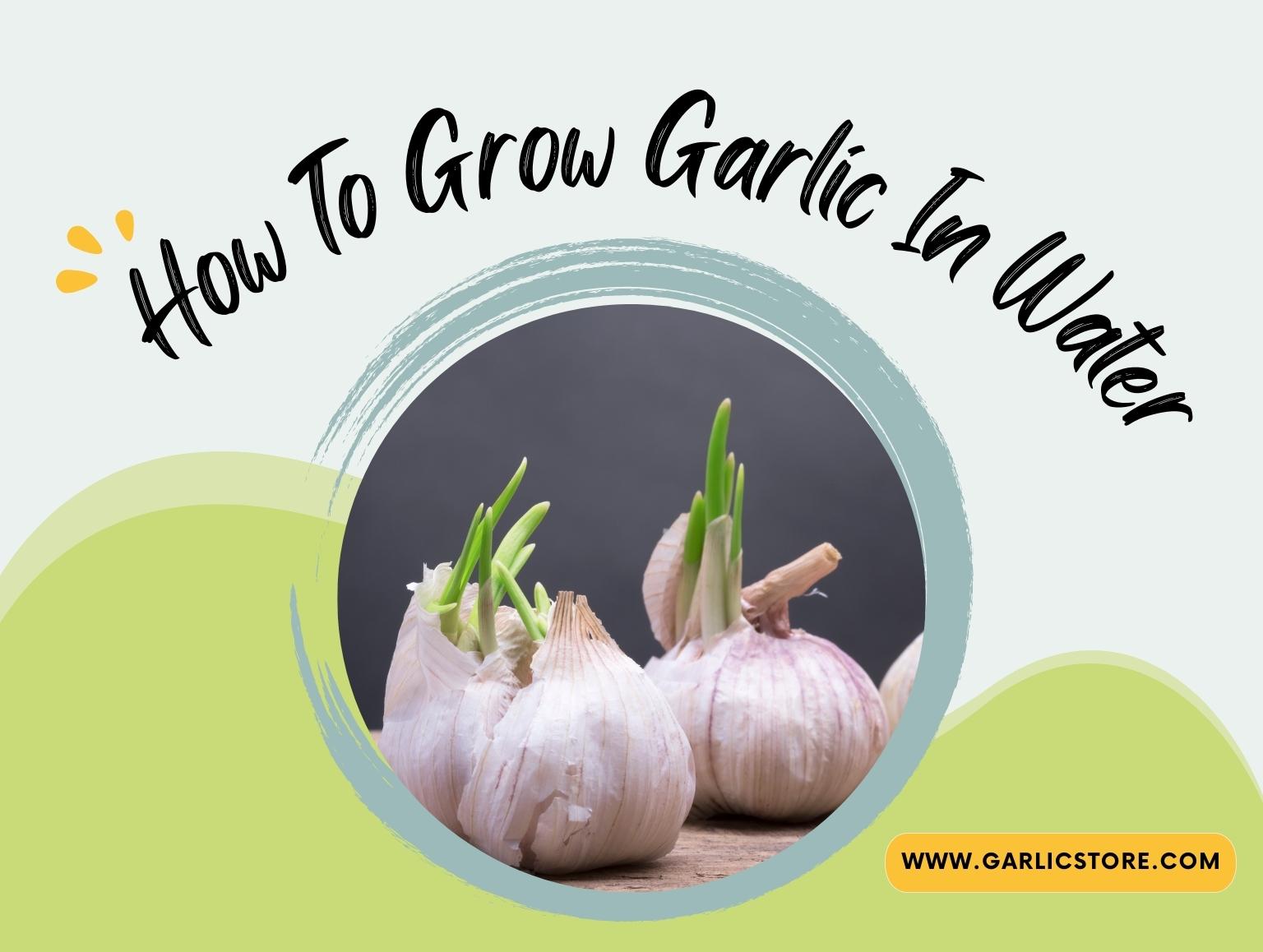 How To Grow Garlic In Water? Garlic Store