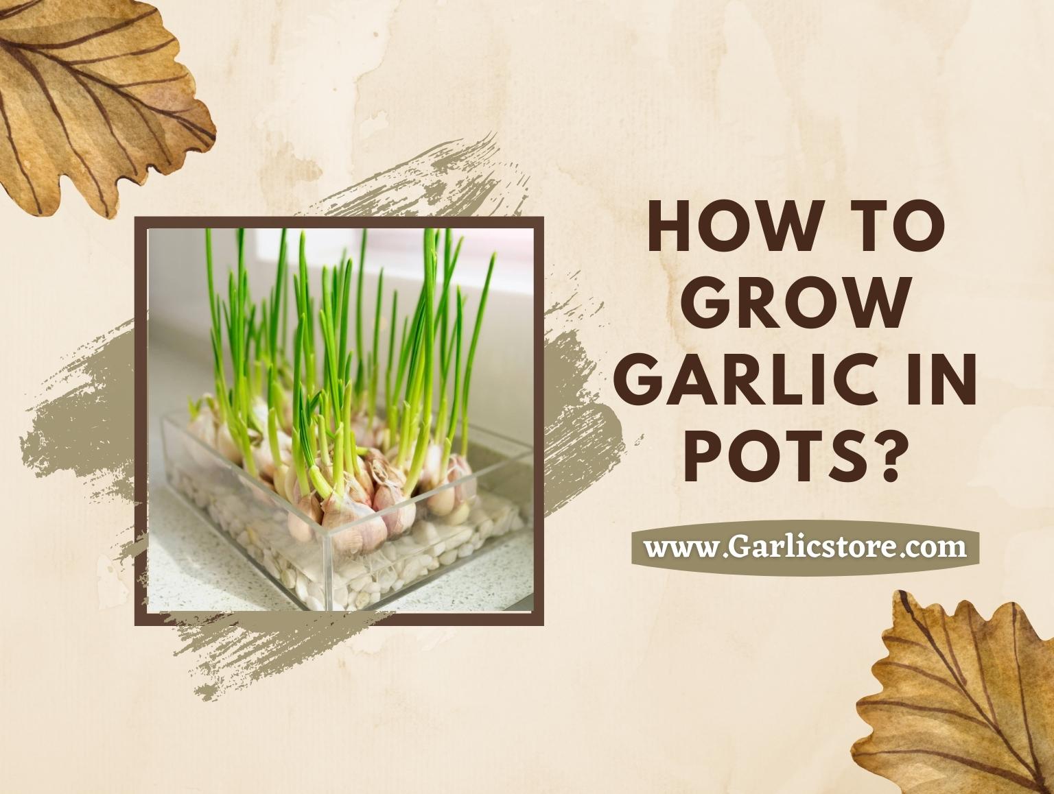 How To Grow Garlic In Pots? Garlic Store