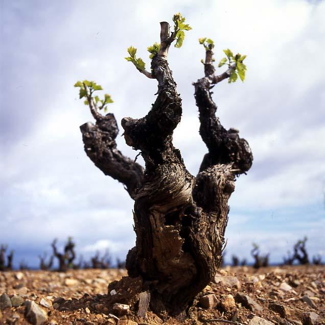 Old vines in Europe How long can a Grenache vine live? Garnacha