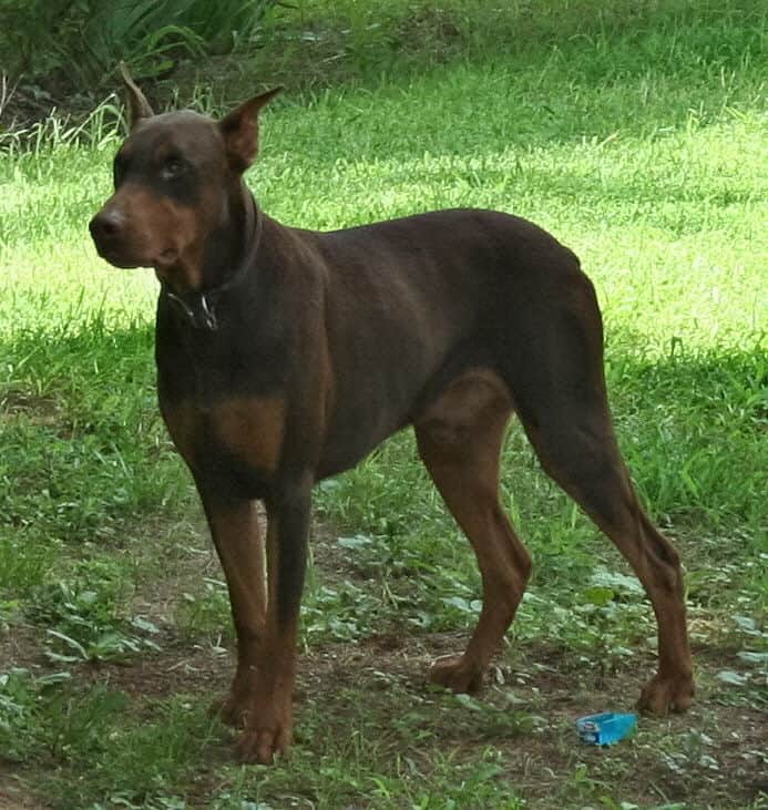 Garrett's Dobermans Puppy Site