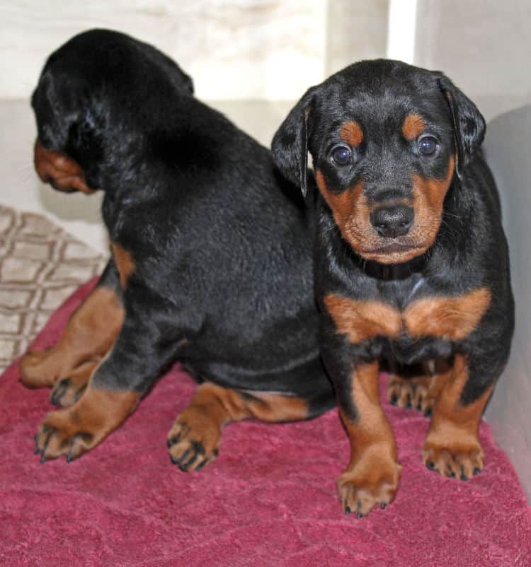 Garrett's Dobermans Puppy Site