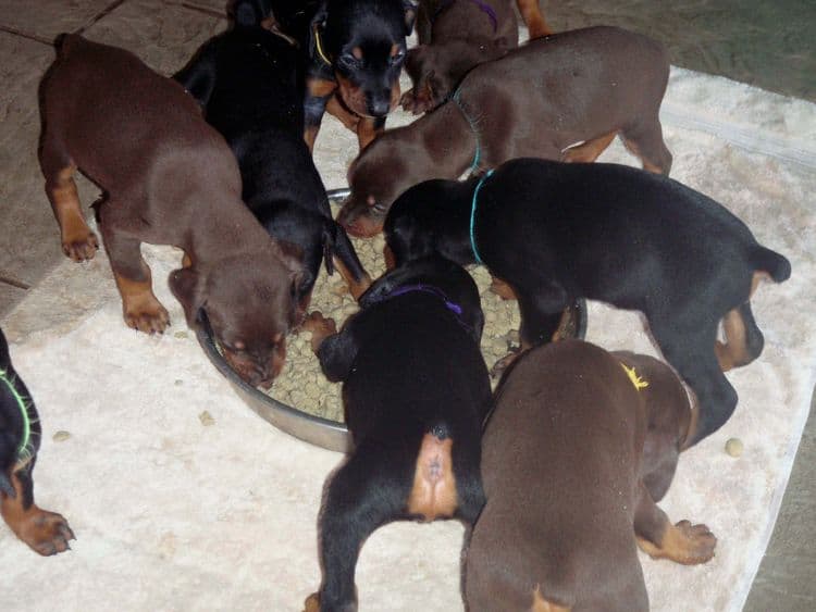 Garrett's Dobermans Puppy Site